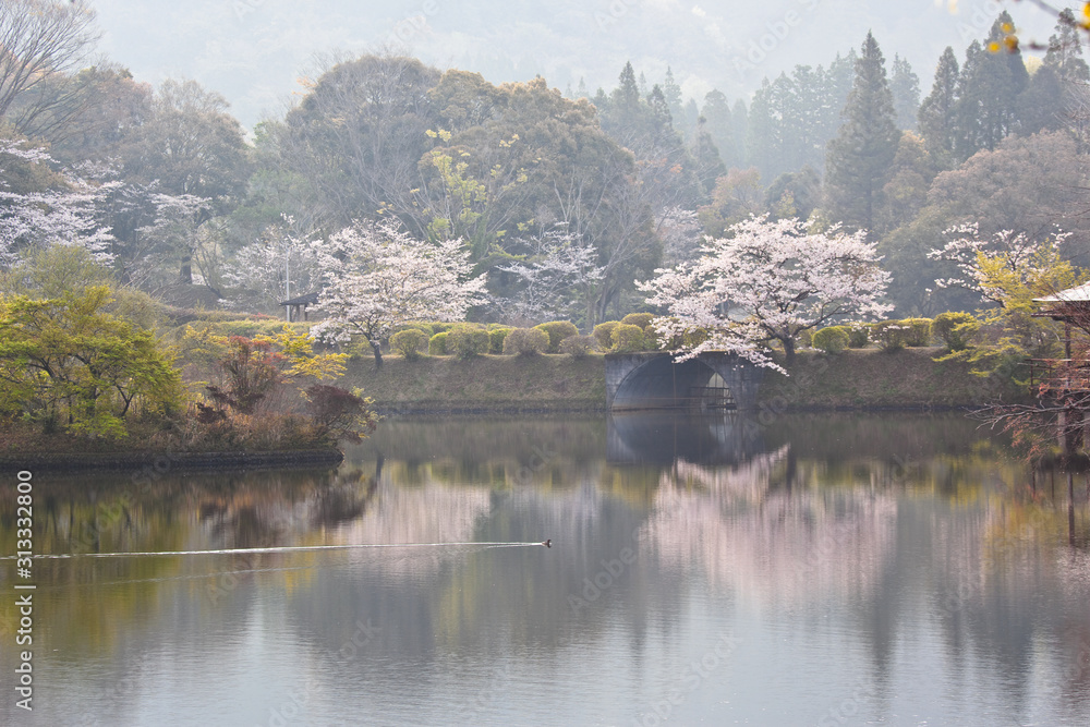 Fototapeta premium 都城観音池公園の桜 