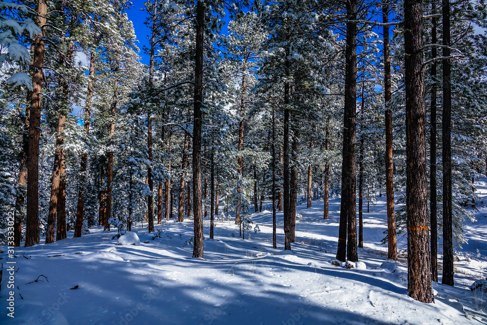 Isolated view inside the Valles Caldera forest, New Mexico, United States