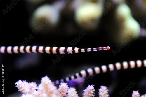 Banded Pipefish - (Doryrhamphus dactylophorus ) photo