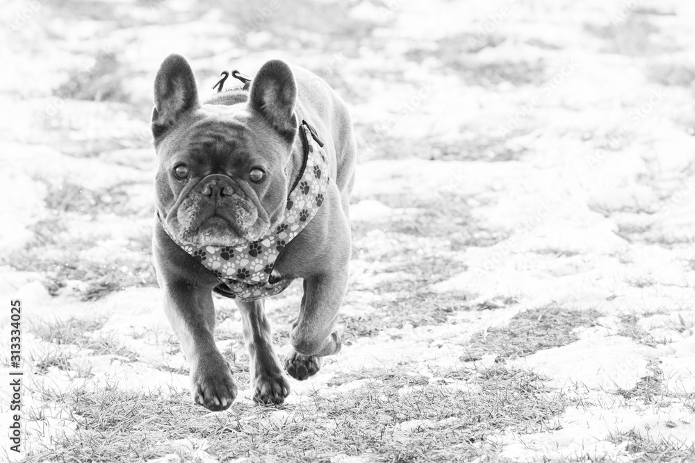 French Bulldog Running in the Snow