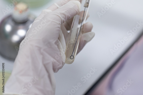  Streak plate for Bacteria culture or identify Bacteria research in labmicrology.