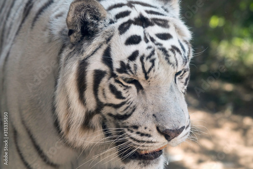 Beautiful wild animal Bengal white tiger (bleached tiger), in Al Ain  Zoo, Safari Park, Al Ain, United Arab Emirates