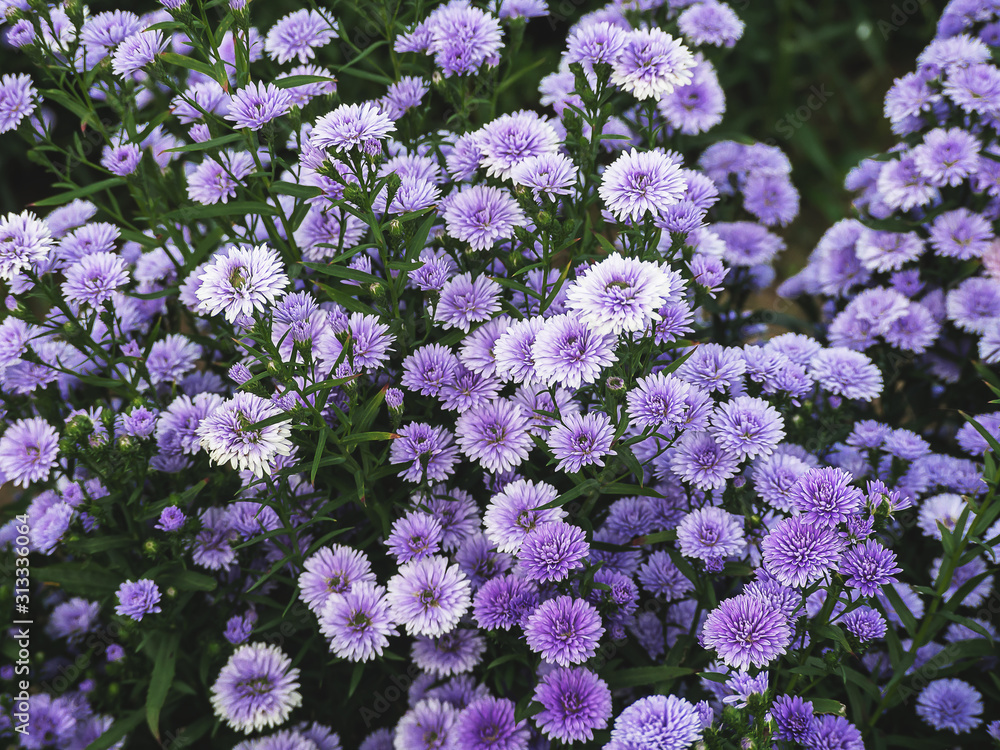 Fototapeta premium Pink,purple Margaret Flowers in garden. at Chiang Mai, Thailand