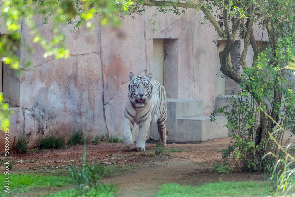 Beautiful wild animal Bengal white tiger (bleached tiger), in Al Ain ...