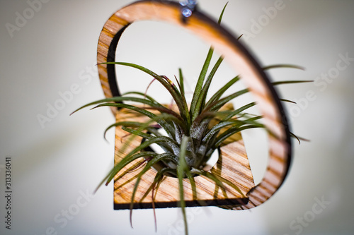 Air Plants Are Incredibly Diverse © Ahmed