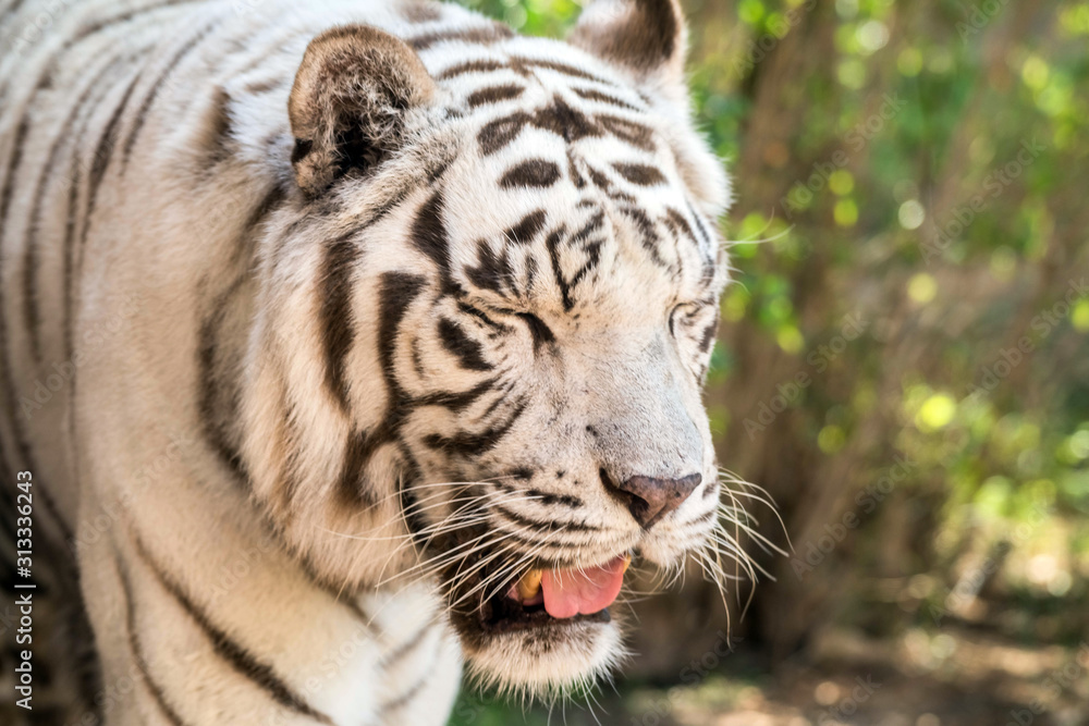 Obraz premium Beautiful wild animal Bengal white tiger (bleached tiger), in Al Ain Zoo, Safari Park, Al Ain, United Arab Emirates