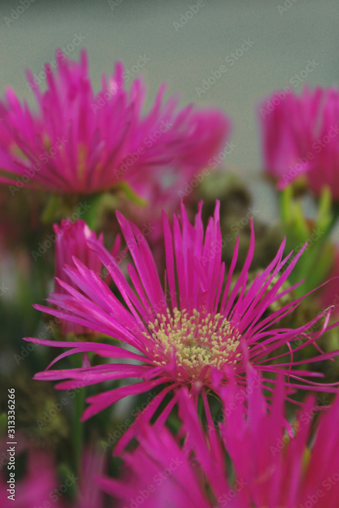 Obraz premium flower rose