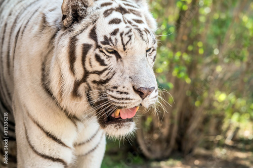 Beautiful wild animal Bengal white tiger  bleached tiger   in Al Ain  Zoo  Safari Park  Al Ain  United Arab Emirates