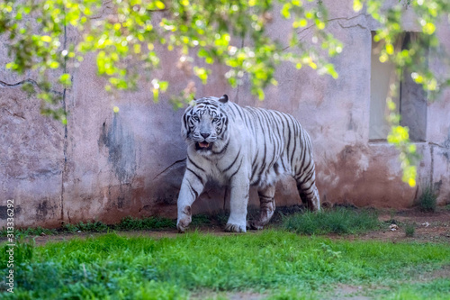 Canvas Print Beautiful wild animal Bengal white tiger (bleached tiger), in Al Ain  Zoo, Safar