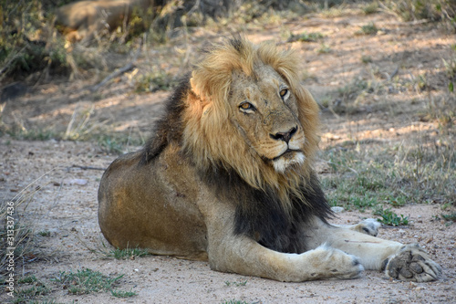 Fototapeta Naklejka Na Ścianę i Meble -  Lion in Kapama Private Game Reserve, South Africa