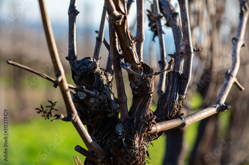 A close up look at a pruned grapevine early in spring in an Oregon vineyard, before bud break.