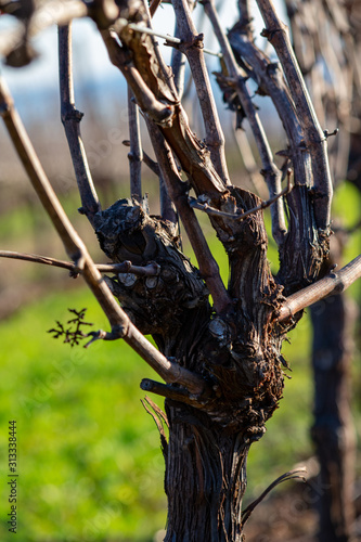 A close up look at a pruned grapevine early in spring in an Oregon vineyard, before bud break.