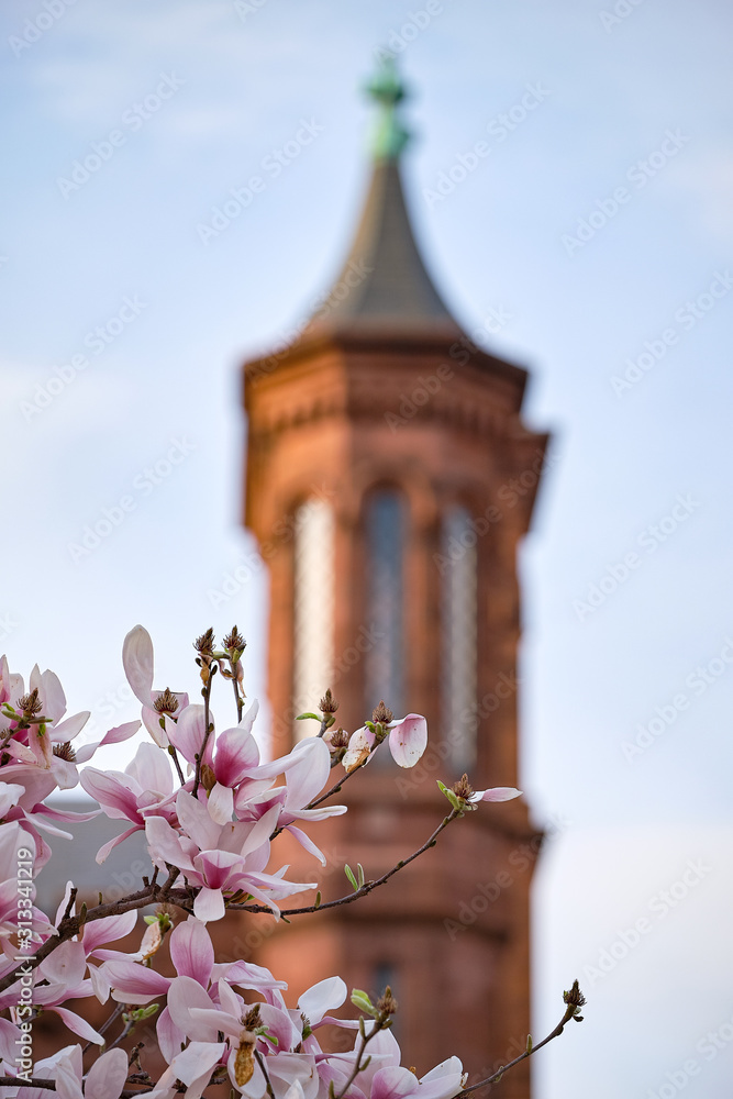 Flowering Saucer Magnolias bloom in and around Washington DC in the
