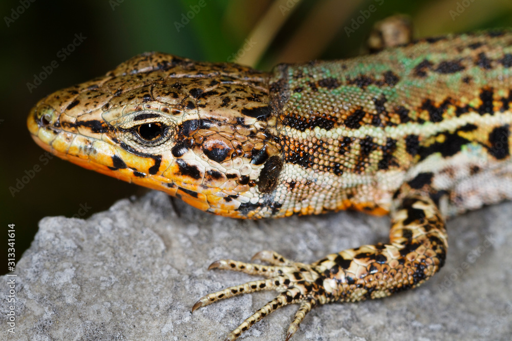 Dalmatian wall lizard (Podarcis melisellensis) from Dinara mountain Dalmatian wall lizard (Podarcis melisellensis) from Dinara mountain