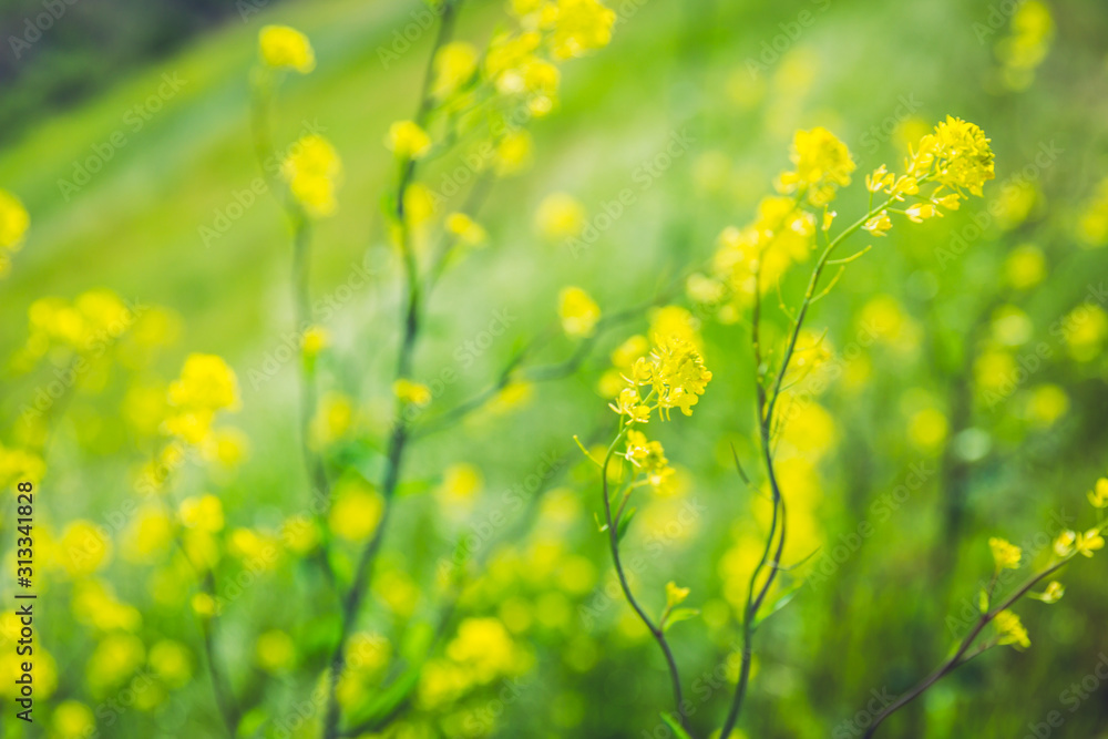 Fototapeta premium There are many beautiful rape blossoms.