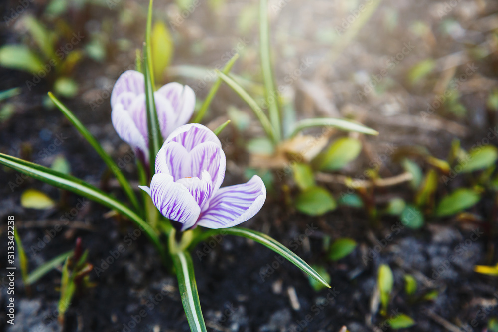 Spring nature background with flowering violet crocus in early spring. Plural crocuses in the garden with sunlight. Spring nature background with flowering violet crocus in early spring. Plural crocuses in the garden with sunlight.
