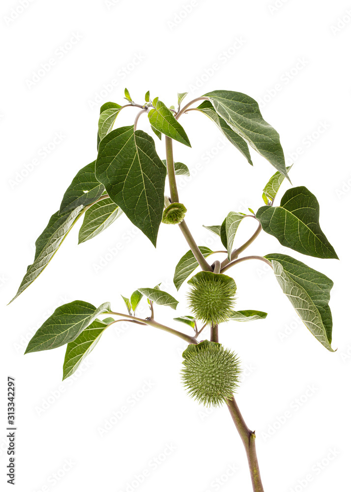 Branch with datura fruit, spiny capsule with seeds, jimsonweed, dope, stramonium, thorn-apple, devil's weed, hell's bells, isolated on white background Branch with datura fruit, spiny capsule with seeds, jimsonweed, dope, stramonium, thorn-apple, devil's weed, hell's bells, isolated on white background
