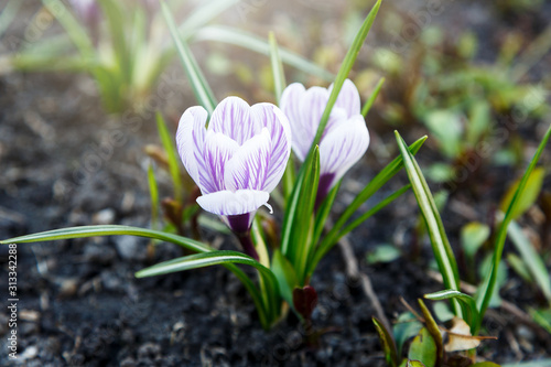 Spring nature background with flowering violet crocus in early spring. Plural crocuses in the garden with sunlight. 