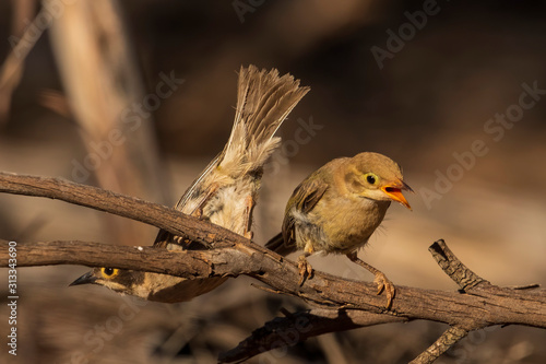 The Brown-headed Honeyeater (Melithreptus brevirostris) is a small honeyeater with a short slender bill. It has plain olive green body with a brown head and has a creamy yellow eye-ring. photo