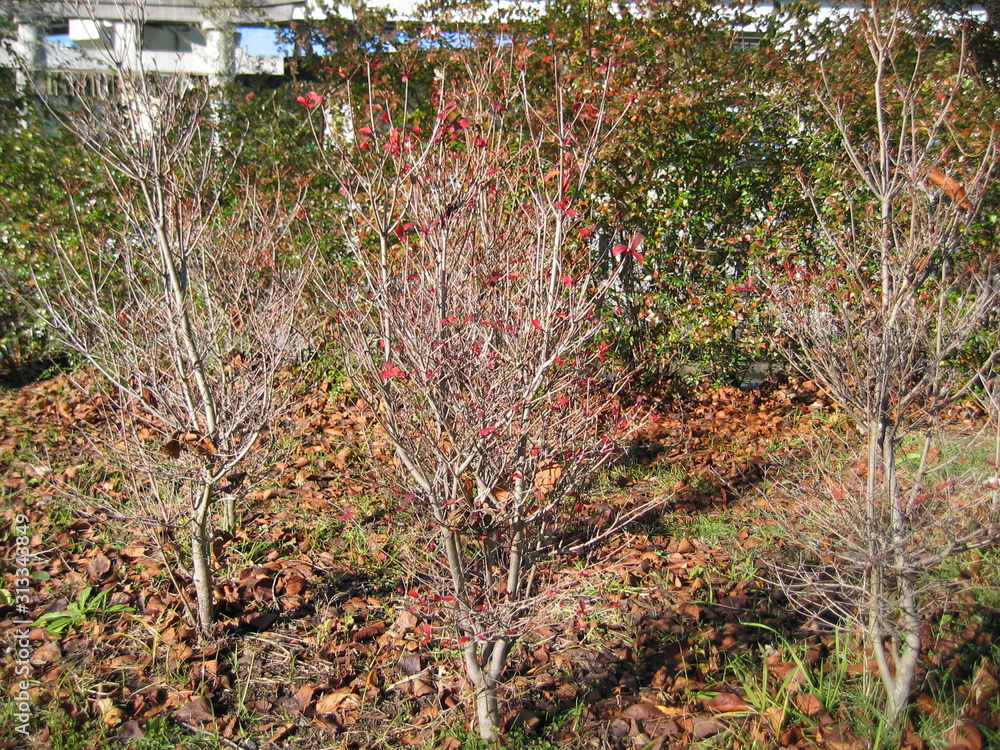 Fototapeta premium 植物3