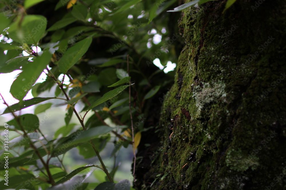 Fototapeta premium tree in forest