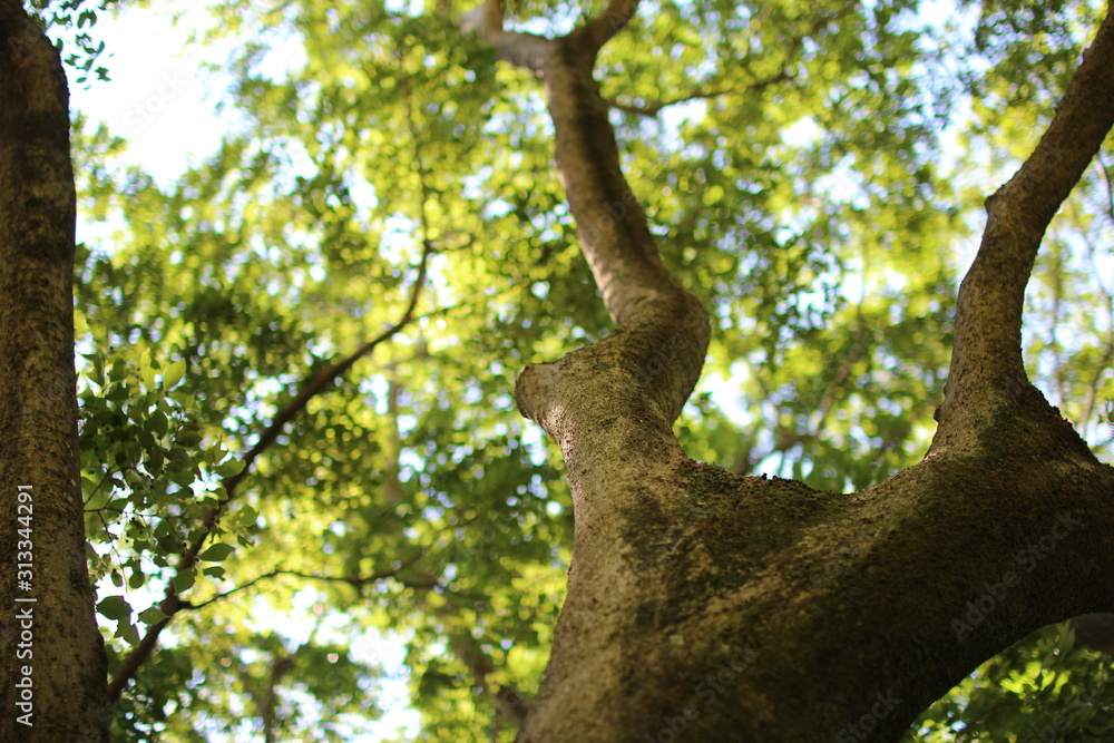Fototapeta premium tree in spring