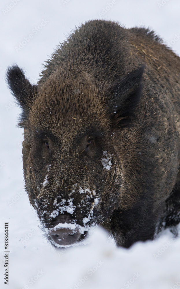 wild boar in winter wild boar in winter