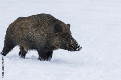 Photography wild boar in winter