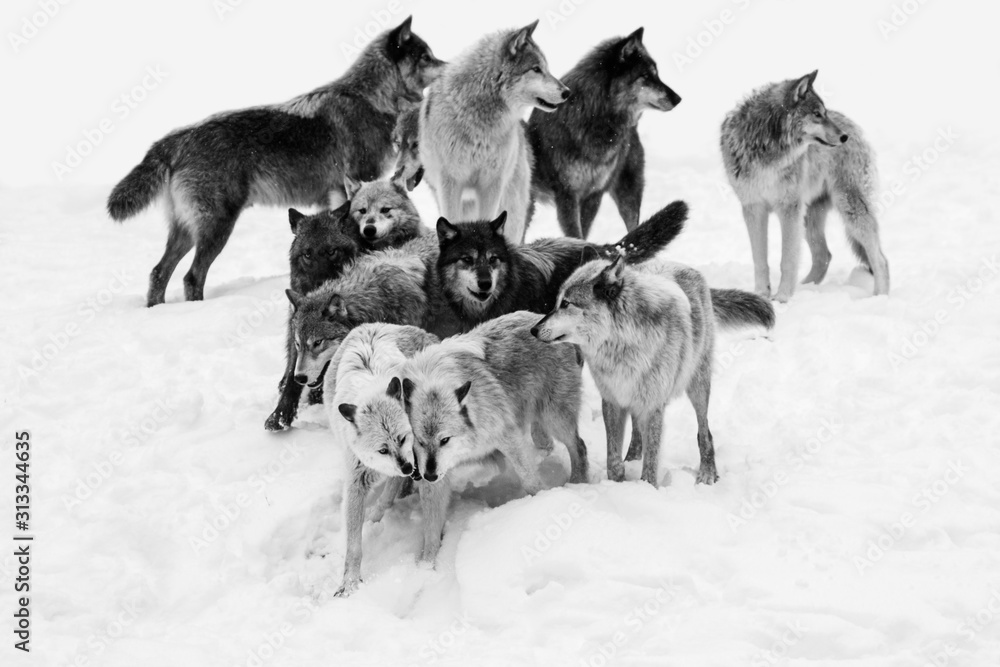 Wolf pack in winter - obrazy, fototapety, plakaty 