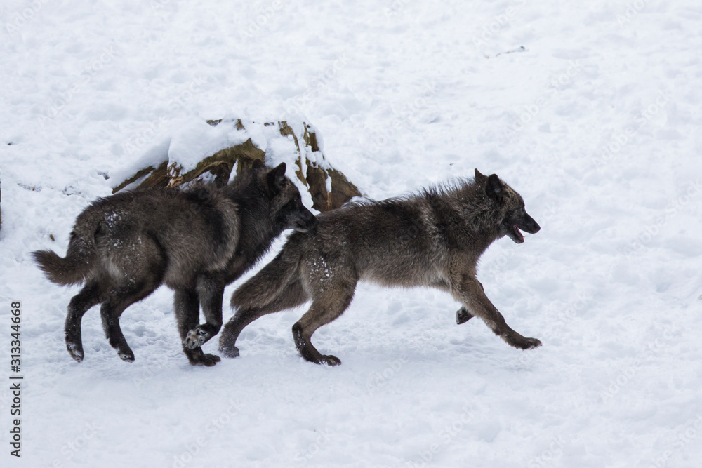 Obraz premium Wolf pack in winter
