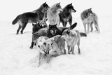 Wolf pack in winter