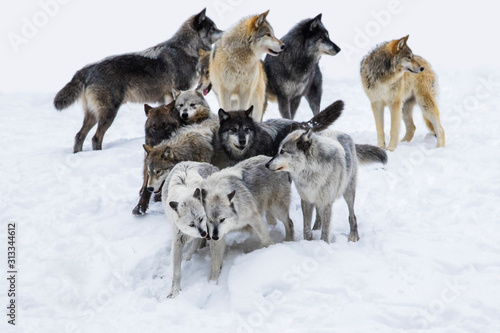 Wolf pack in winter