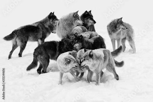 Foto Wolf pack in winter