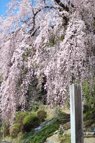 cherry blossom,