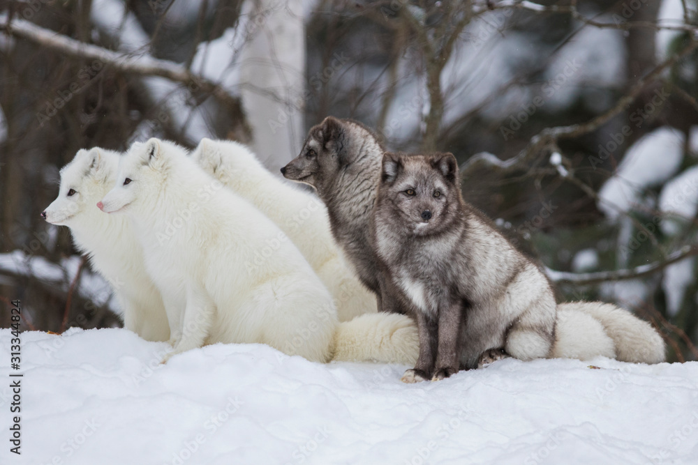 Arctic fox (Vulpes lagopus) in winter Arctic fox (Vulpes lagopus) in winter