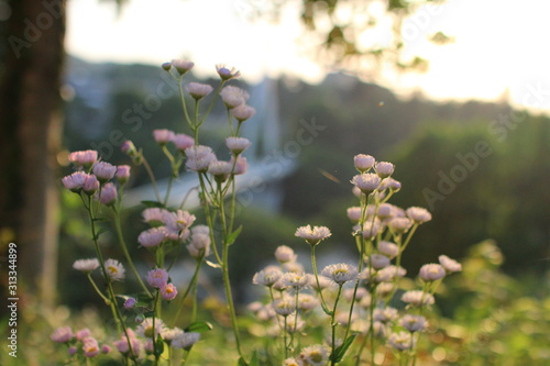 flowers in the garden