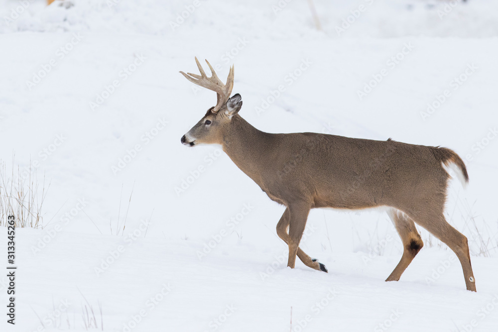 Obraz Deer Portrait, white-tailed deer (Odocoileus virginianus) male in winter