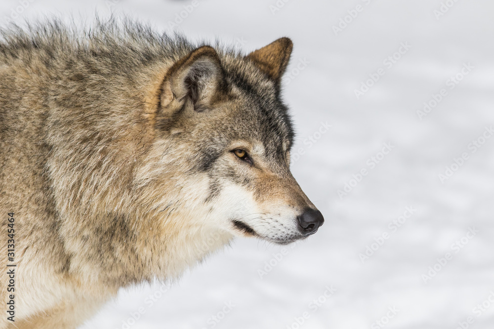 Wolf portrait. Northwestern wolf (Canis lupus occidentalis), also known as the Mackenzie Valley wolf, Rocky Mountain wolf, Alaskan timber wolf or Canadian timber wolf