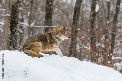 Big male coyote (Canis latrans) in winter © Mircea Costina