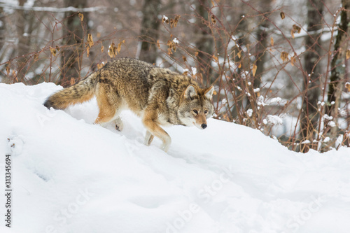 Big male coyote  Canis latrans  in winter