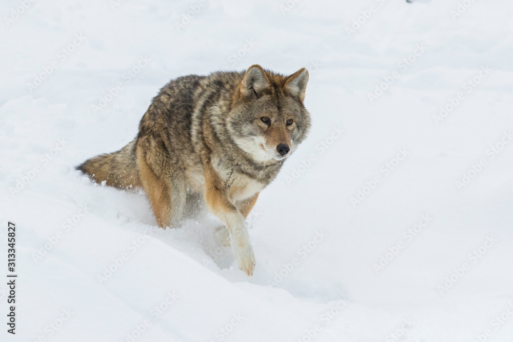 Big male coyote (Canis latrans) in winter