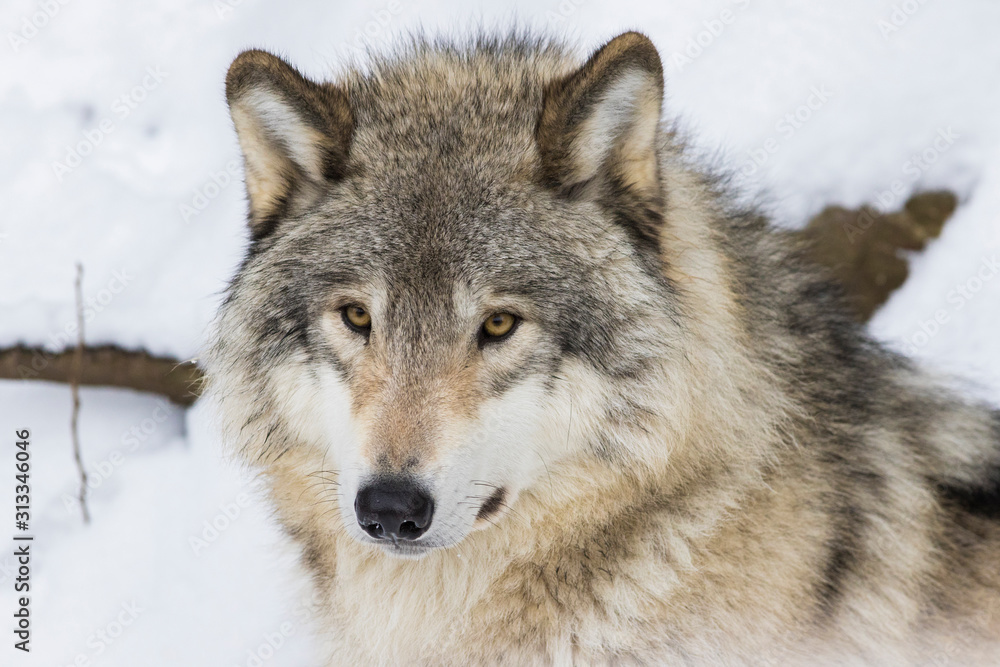 Wolf portrait. Northwestern wolf (Canis lupus occidentalis), also known as the Mackenzie Valley wolf, Rocky Mountain wolf, Alaskan timber wolf or Canadian timber wolf