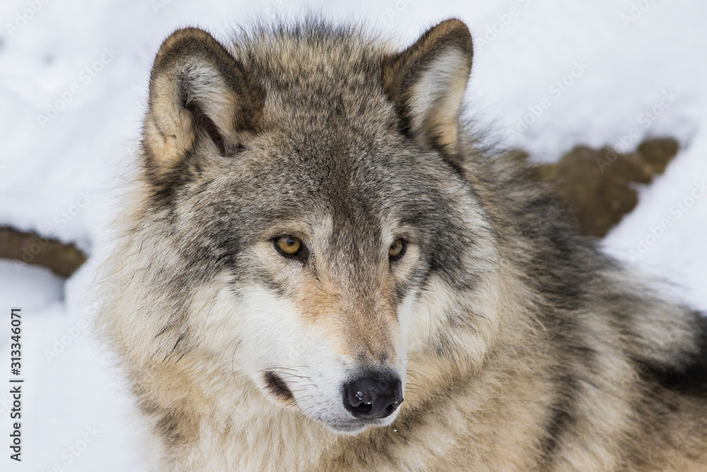 Fototapeta premium Wolf portrait. Northwestern wolf (Canis lupus occidentalis), also known as the Mackenzie Valley wolf, Rocky Mountain wolf, Alaskan timber wolf or Canadian timber wolf