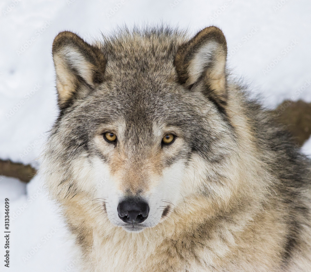 Wolf portrait. Northwestern wolf (Canis lupus occidentalis), also known as the Mackenzie Valley wolf, Rocky Mountain wolf, Alaskan timber wolf or Canadian timber wolf