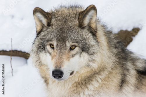 Wolf portrait. Northwestern wolf  Canis lupus occidentalis   also known as the Mackenzie Valley wolf  Rocky Mountain wolf  Alaskan timber wolf or Canadian timber wolf