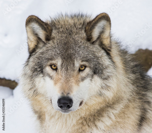 Wolf portrait. Northwestern wolf  Canis lupus occidentalis   also known as the Mackenzie Valley wolf  Rocky Mountain wolf  Alaskan timber wolf or Canadian timber wolf