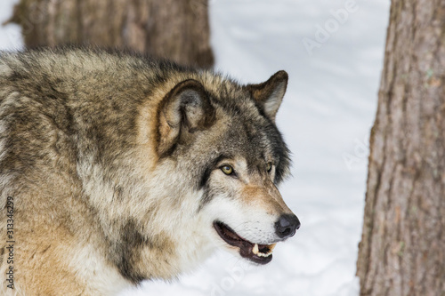 Wolf portrait. Northwestern wolf  Canis lupus occidentalis   also known as the Mackenzie Valley wolf  Rocky Mountain wolf  Alaskan timber wolf or Canadian timber wolf