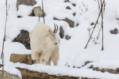 The mountain goat (Oreamnos americanus), also known as the Rocky Mountain goat