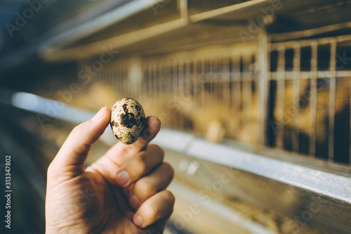 Fotografia quail bird farm egg cage organic animal poultry