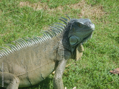 Iguana Up Close